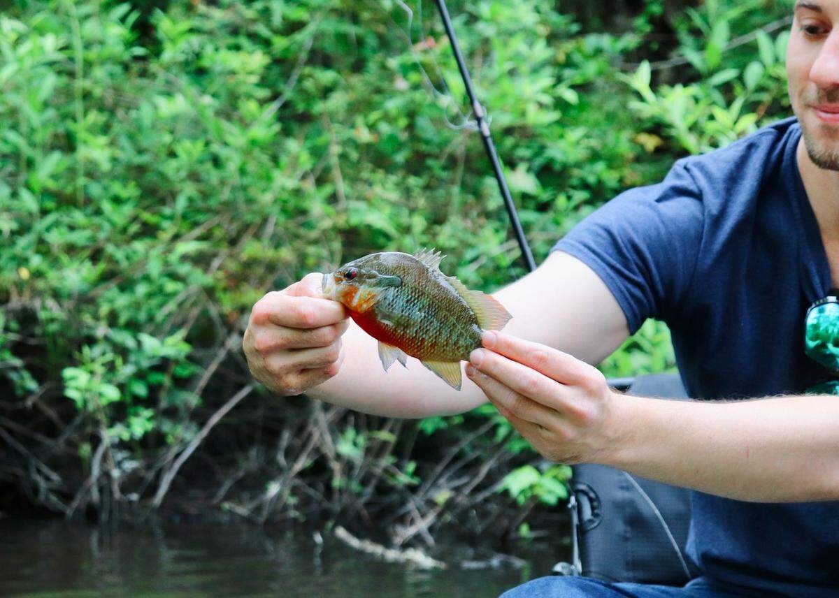 Local fisherman Chase Freeman of Hampton displays a redbreast sunfish he has caught on the slow-moving Salkehatchie River.