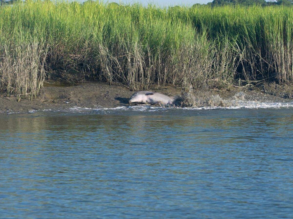 Dolphins strand feed in a creek on July 20, 2019 near Palmetto Bluff in southern Beaufort County.