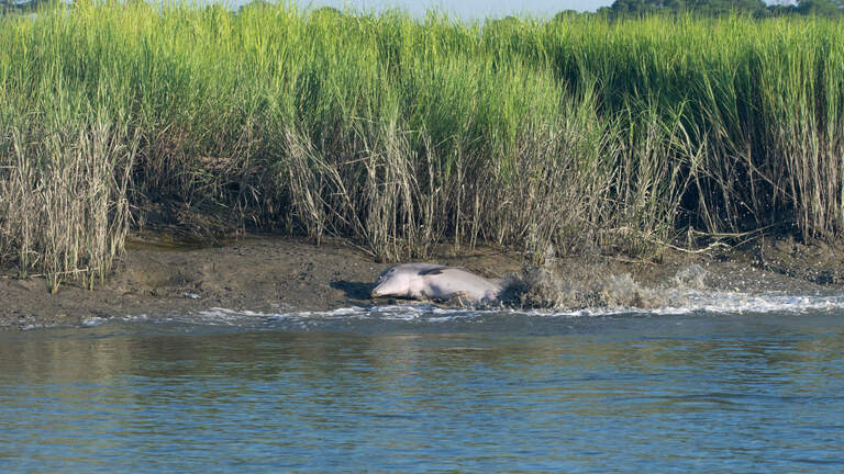 Fascinating behavior by Beaufort and Hilton Head dolphins a worldwide rarity. Why here?