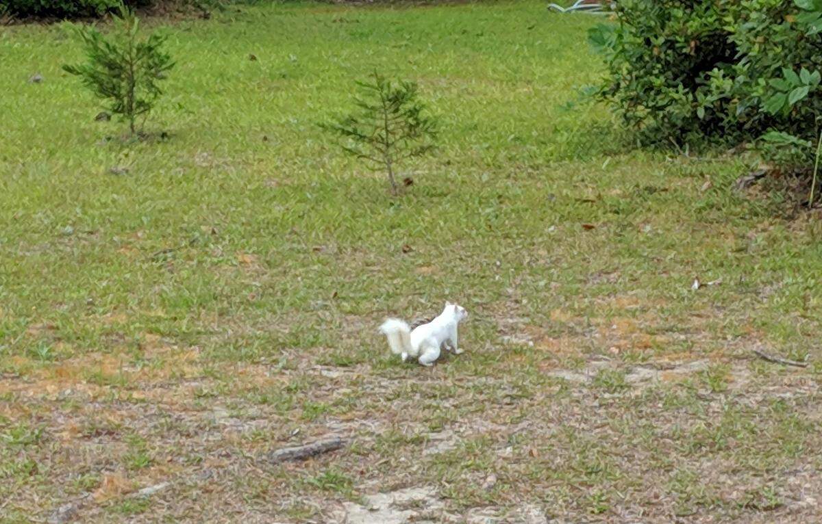 A rare white squirrel is known to live in the area around the Town of Yemassee Municipal Complex.