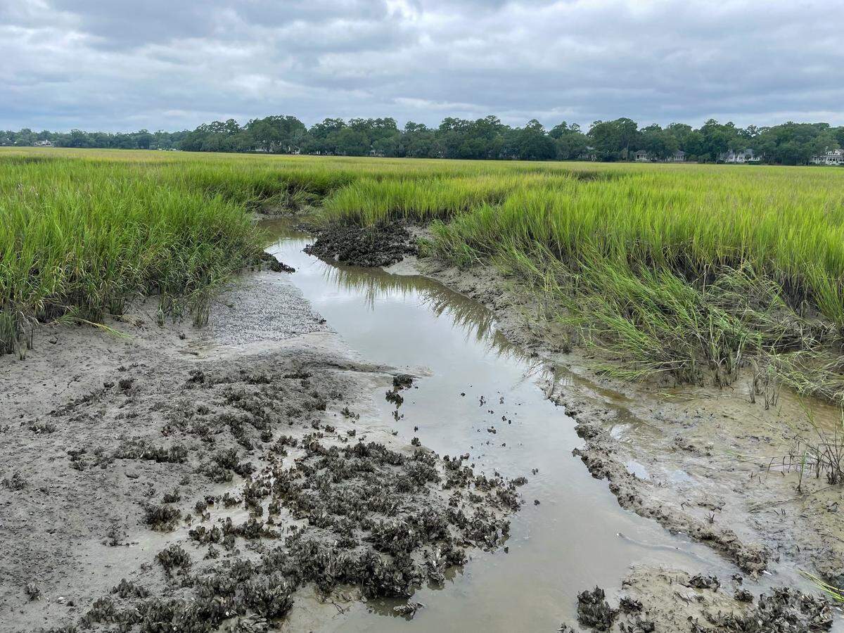 Pluff mud is an integral part of South Carolina’s coastal ecosystem.