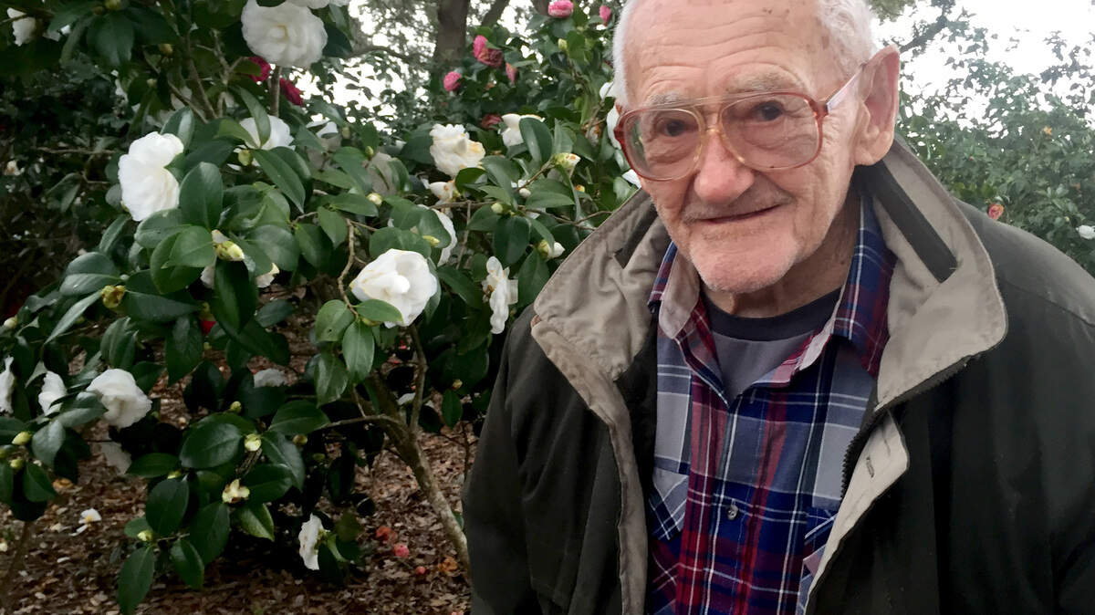 Lewis H. Wright of Port Royal has more than 150 camellia plants in his yard on Broad River Drive. He turned 100 on Jan. 25, 2016.
