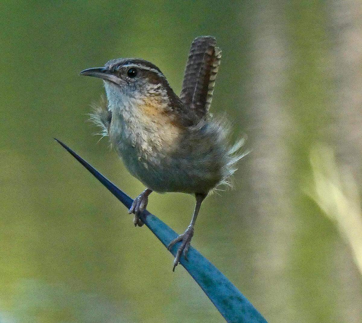 The male Carolina Wren’s songs include the familiar “tea kettle, tea kettle, tea kettle” refrain.