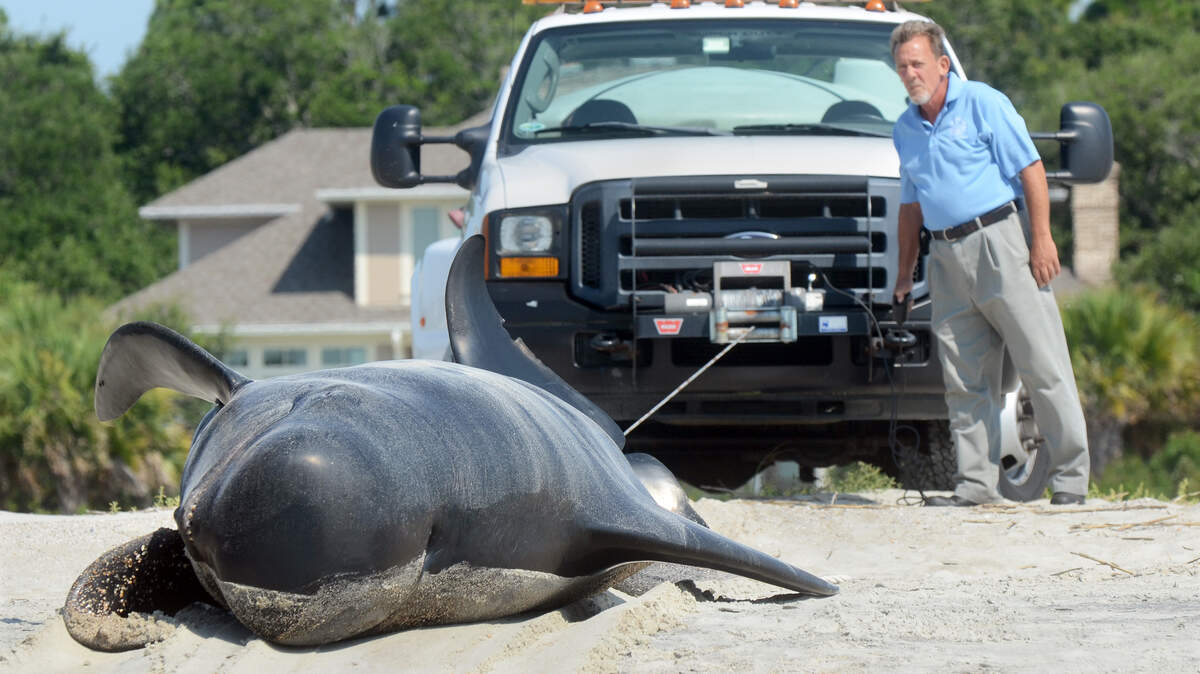 Terry Overland, with the Town of Hilton Head Island, uses a winch to pull the carcass of a pilot whale above the high tide line on Thursday on the beach in Port Royal. The whale beached itself around dawn near 911 call marker 118 and then died. Town employees and officers from the South Carolina Department of Natural Resources watched over the whale while waiting for representatives of the National Oceanic and Atmospheric Administration to arrive from Charleston and conduct a necropsy. Following that, they planned to bury the whale on the beach.
