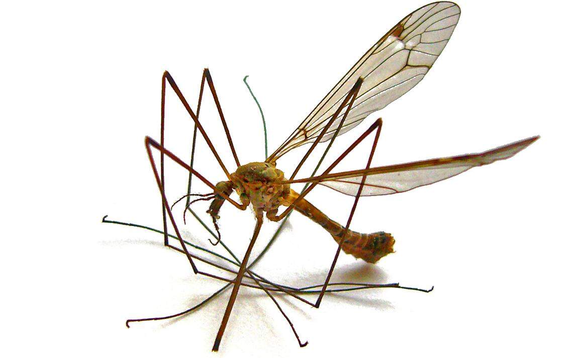 crane fly stock photo