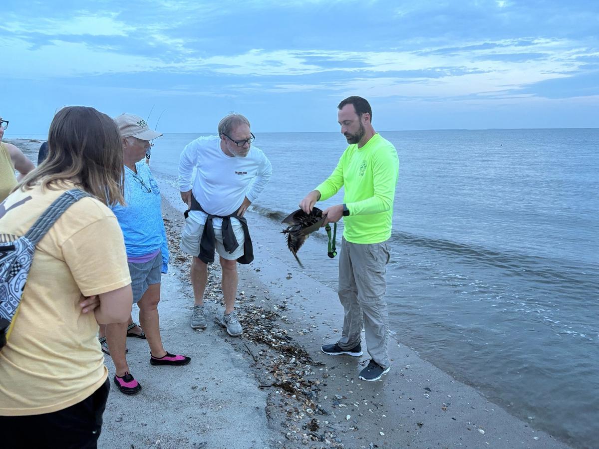 A scientist stands near the water on Edisto Beach and shows a horseshoe crab to a group of people. 