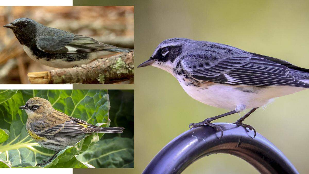 At right, in this combination photograph is the first hybrid warbler — the result of breeding between, top left, a black-throated blue warbler and, bottom left, a yellow-rumped warbler.