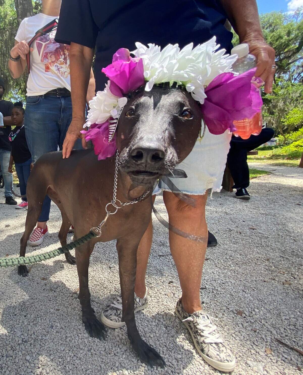 Jarivs poses after walking up to the Heyward House pavilion during the Ugly Dog Contest at Bluffton Mayest on Saturday, May 7, 2022.