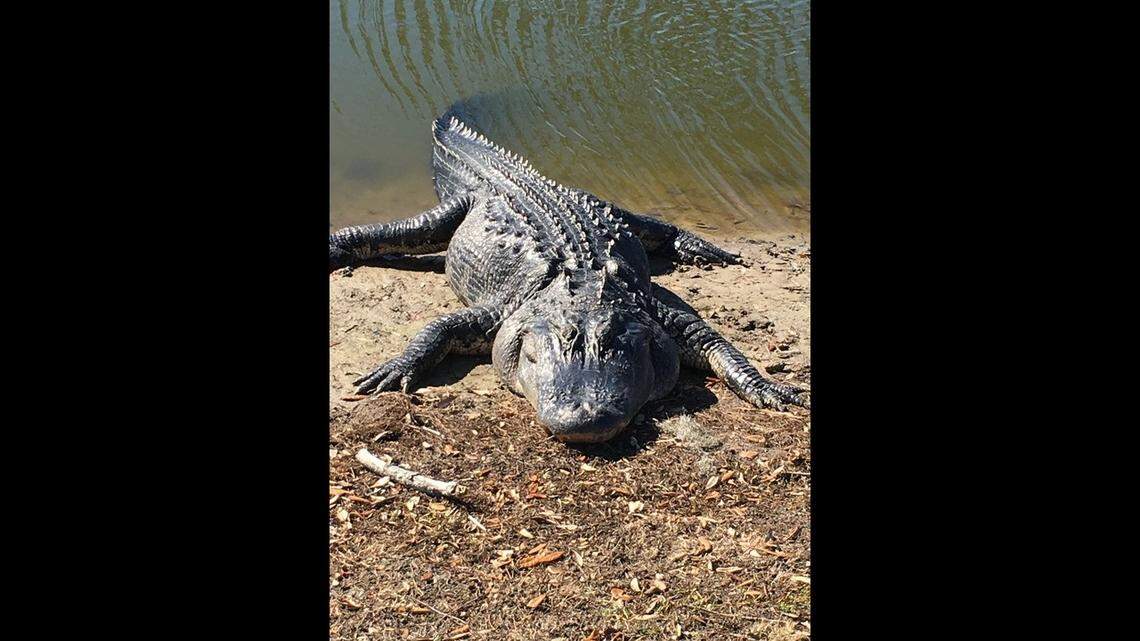 An alligator called Fred, who roams the Legends of Parris Island Golf Course, is known not only for its length but also its girth. After alligators reach their full length, they tend to get fatter and wider packing on muscle and fat especially around the head, according to Morgan Hart, the alligator project leader for the South Carolina Department of Natural Resources.