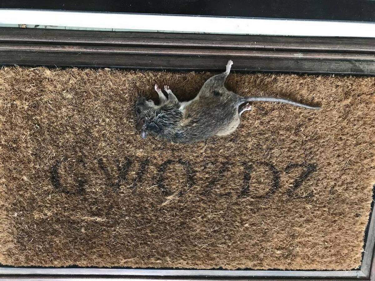 Beaufort County school board member Christina Gwozdz found a dead rat on her doormat April 25 — three days after an outspoken opponent of the board asked Gwozdz to be his witness as he confronted another board member after a meeting.