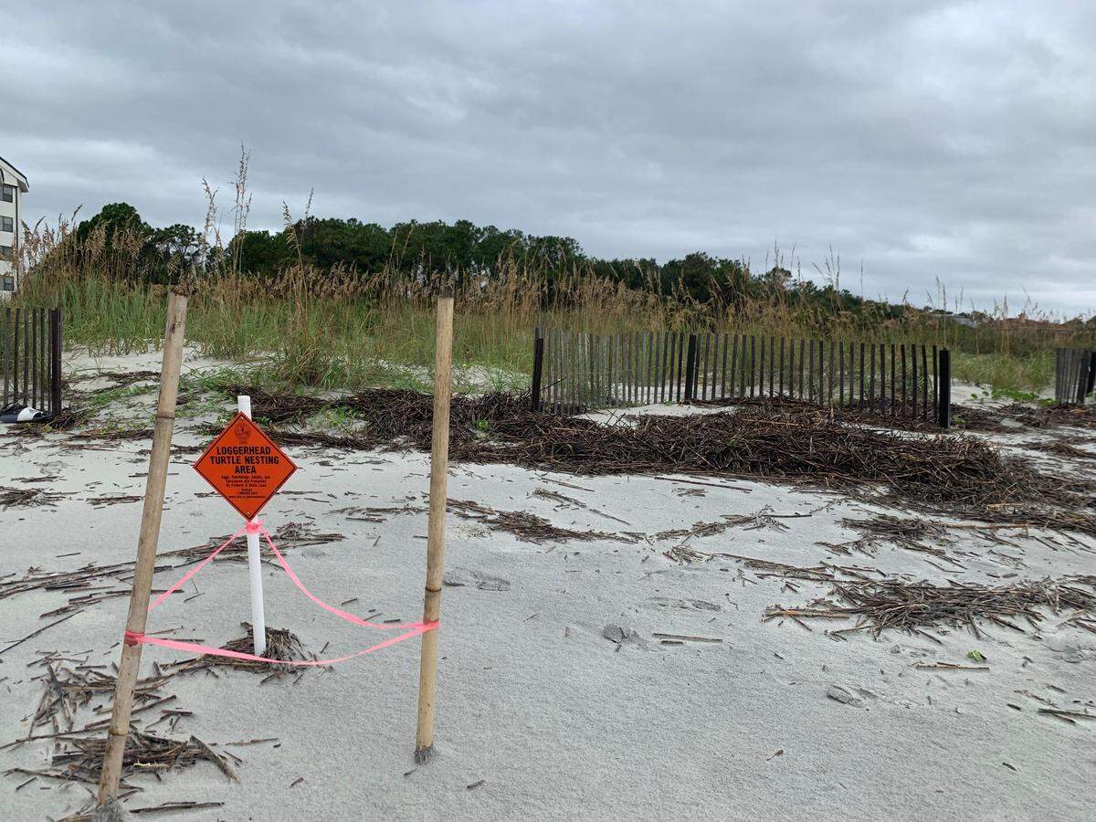 Dorian’s surge pushed all the way up to the dunes on Folly Field Beach.