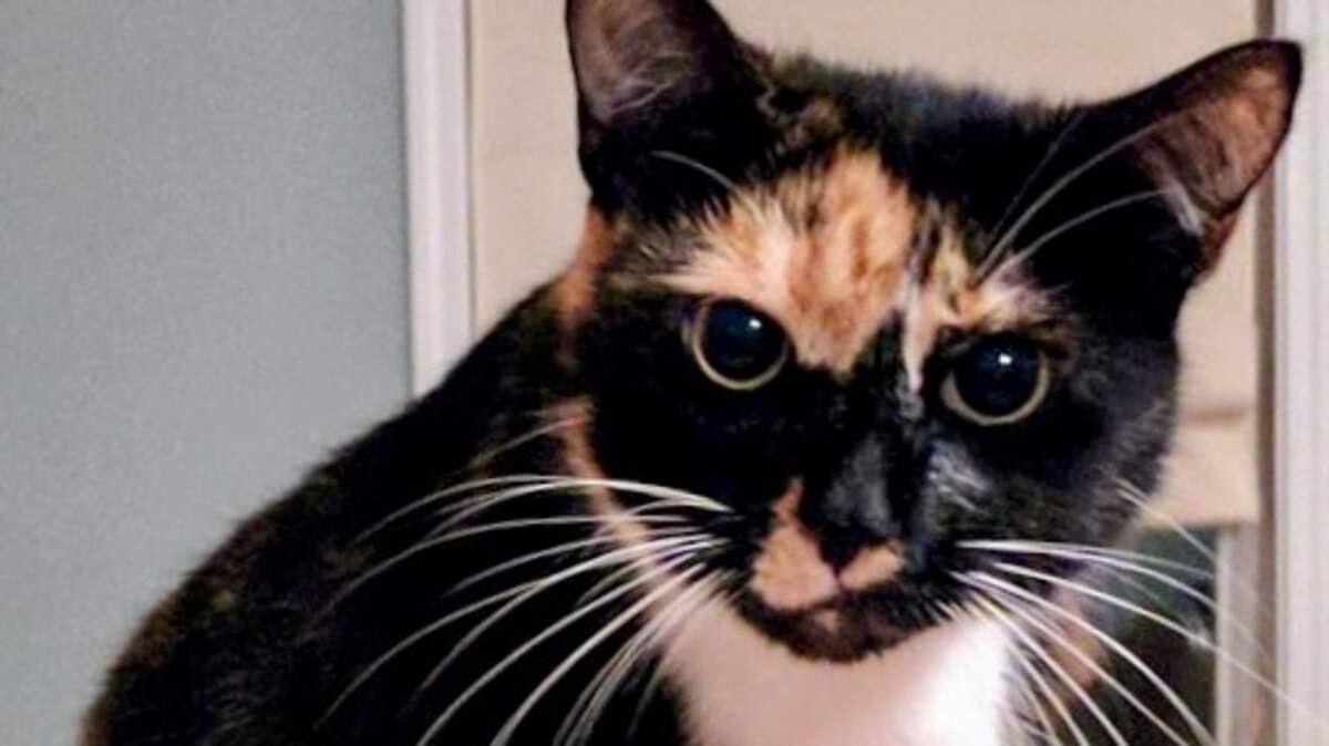 Sama the missing cat comes home.