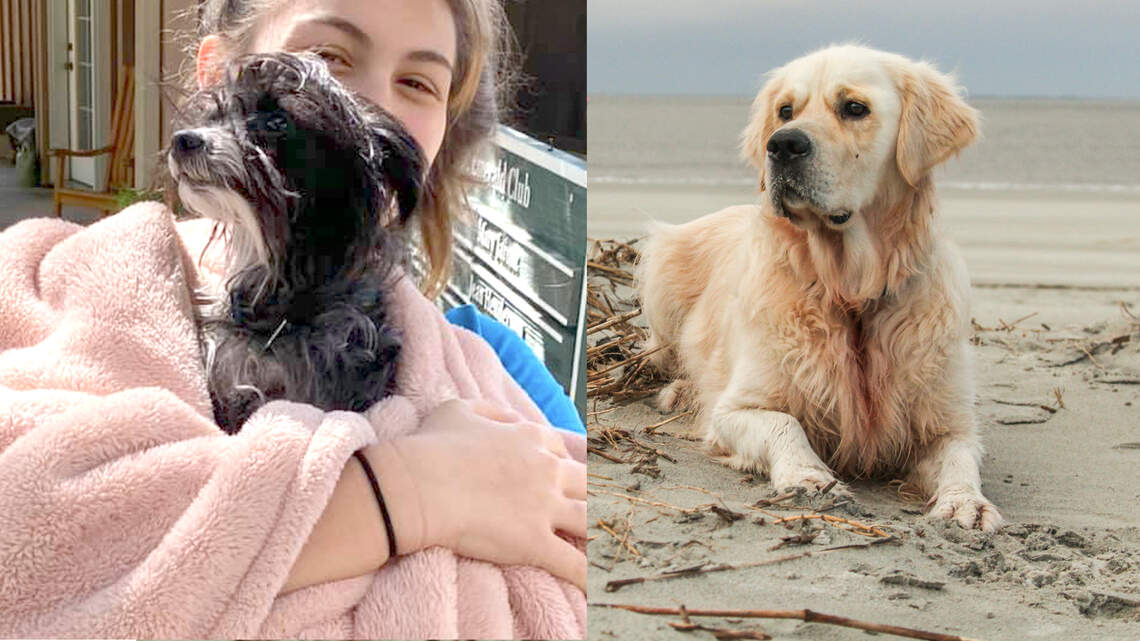 Little dog lost for three cold days found in Hilton Head beach dunes by unlikely hero
