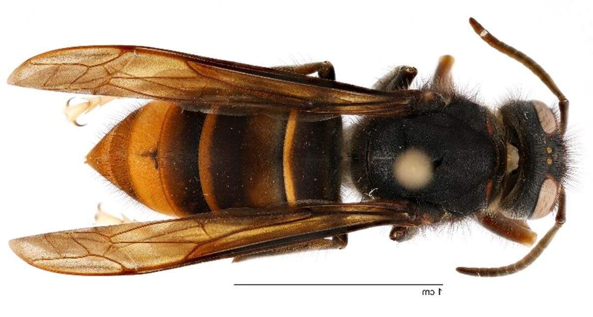 The first yellow-legged hornet (Vespa velutina) was detected in Savannah in August 2023.