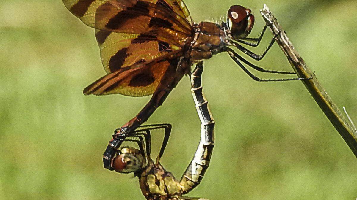 Colorful Halloween Pennant dragonflies have orange and blackish bands on their wings. After mating, male Halloween Pennant dragonflies will guard their mates as they lay eggs.