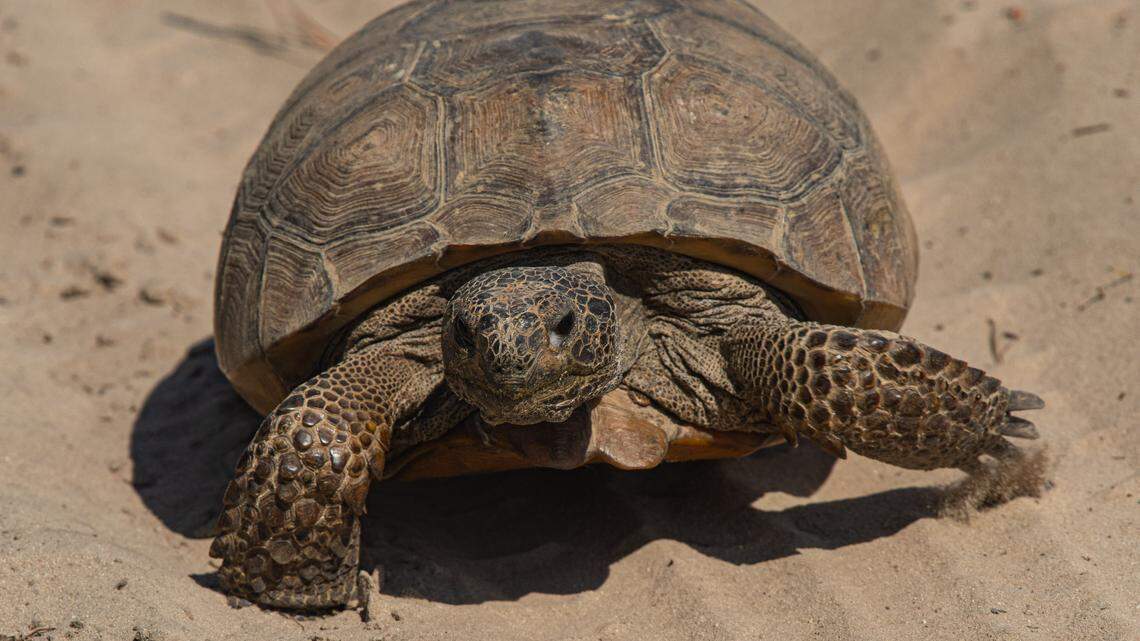 ‘It’s magical’: 3,800-acre Jasper County property will be protected for public use