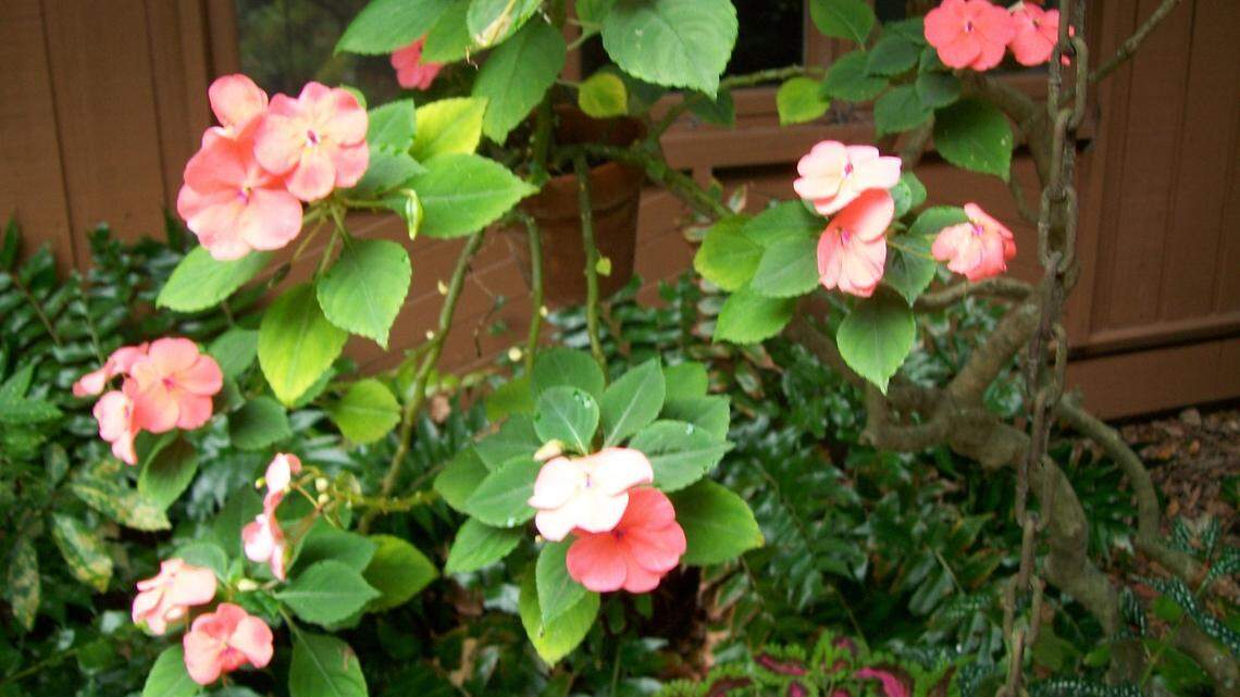 Lowcountry Garden: The big freeze that never was