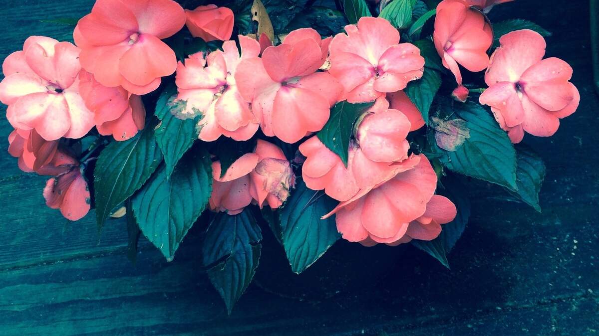 A sunpatiens flowers in the half-day sun.