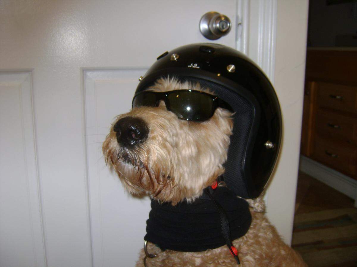 “Caleb,” Greg Critchley’s goldendoodle, known to sport sunglasses on occasion.