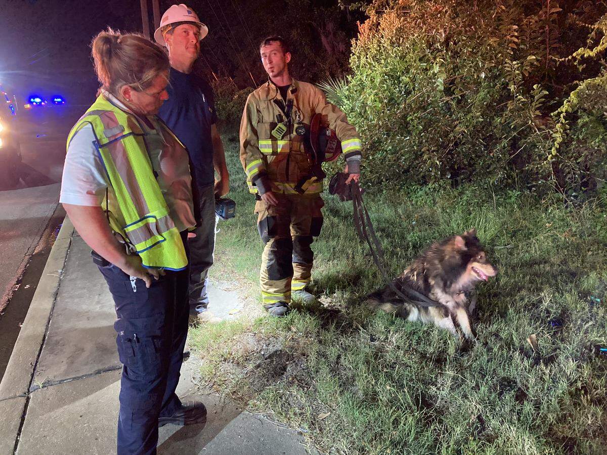 Several animals were rescued from a house fire on Trask Parkway Tuesday evening.