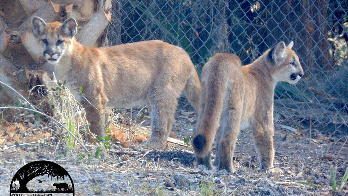 Wildlife center in Savannah welcomes new cougar cubs. Here’s where you can see them