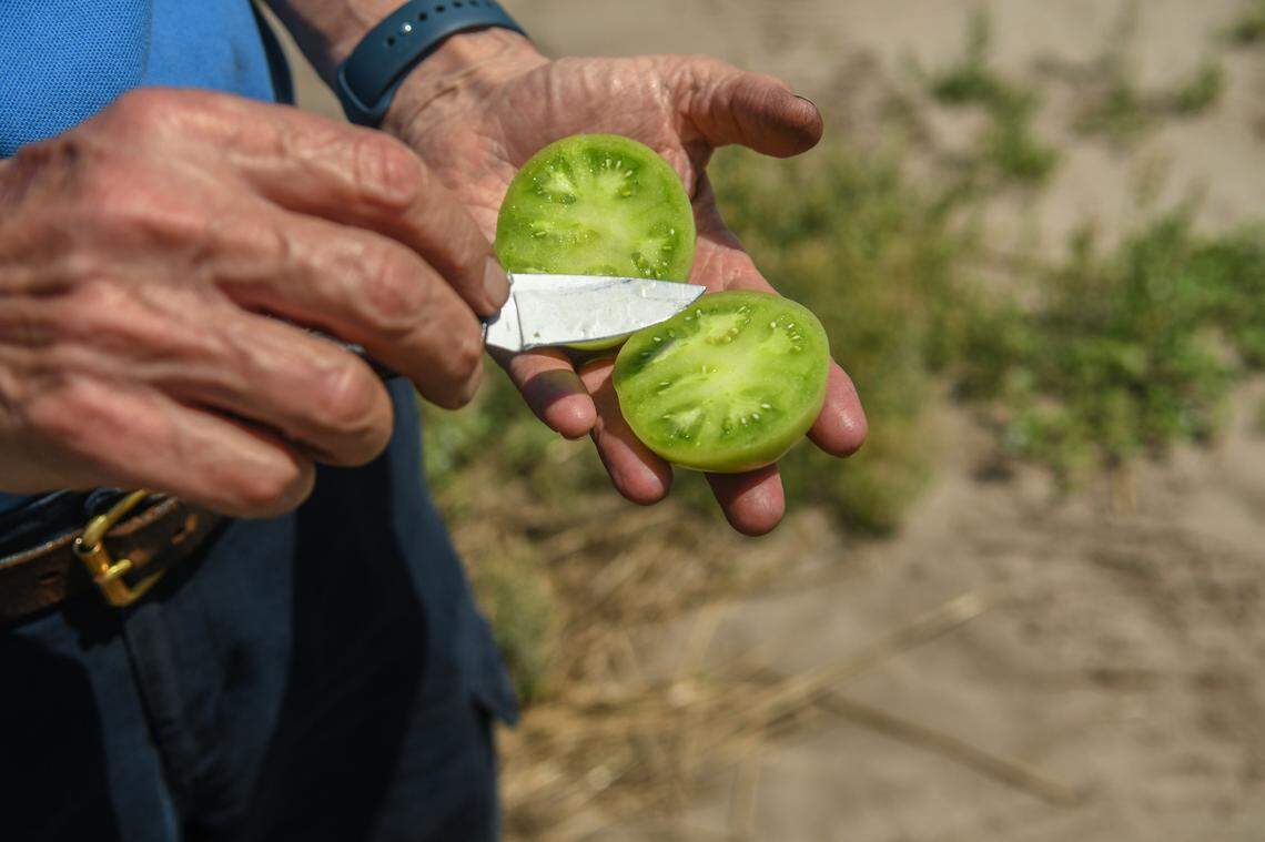 Mac Sanders points with his knife how the tomato isn’t ready to be picked on Wednesday, May 24, 2023 at his family’s Seaside Farm on St. Helena Island. When the flesh surrounding the seeds is firm it signals the tomatoes are ready to be picked.