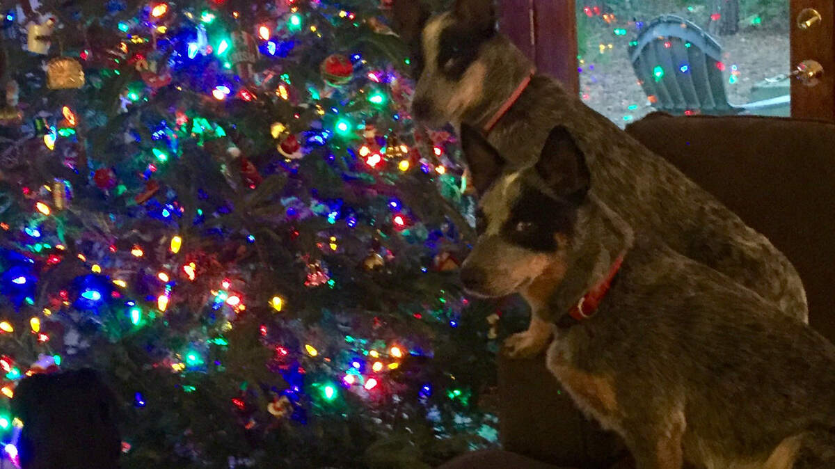 Eddy, middle, and his older sister Shasta, right, and Brae promise they will not bother any presents under the Christmas tree, or destroy the tree. Long after the presents are broken and gone, the real gifts lift their voice like Handel's Messiah.