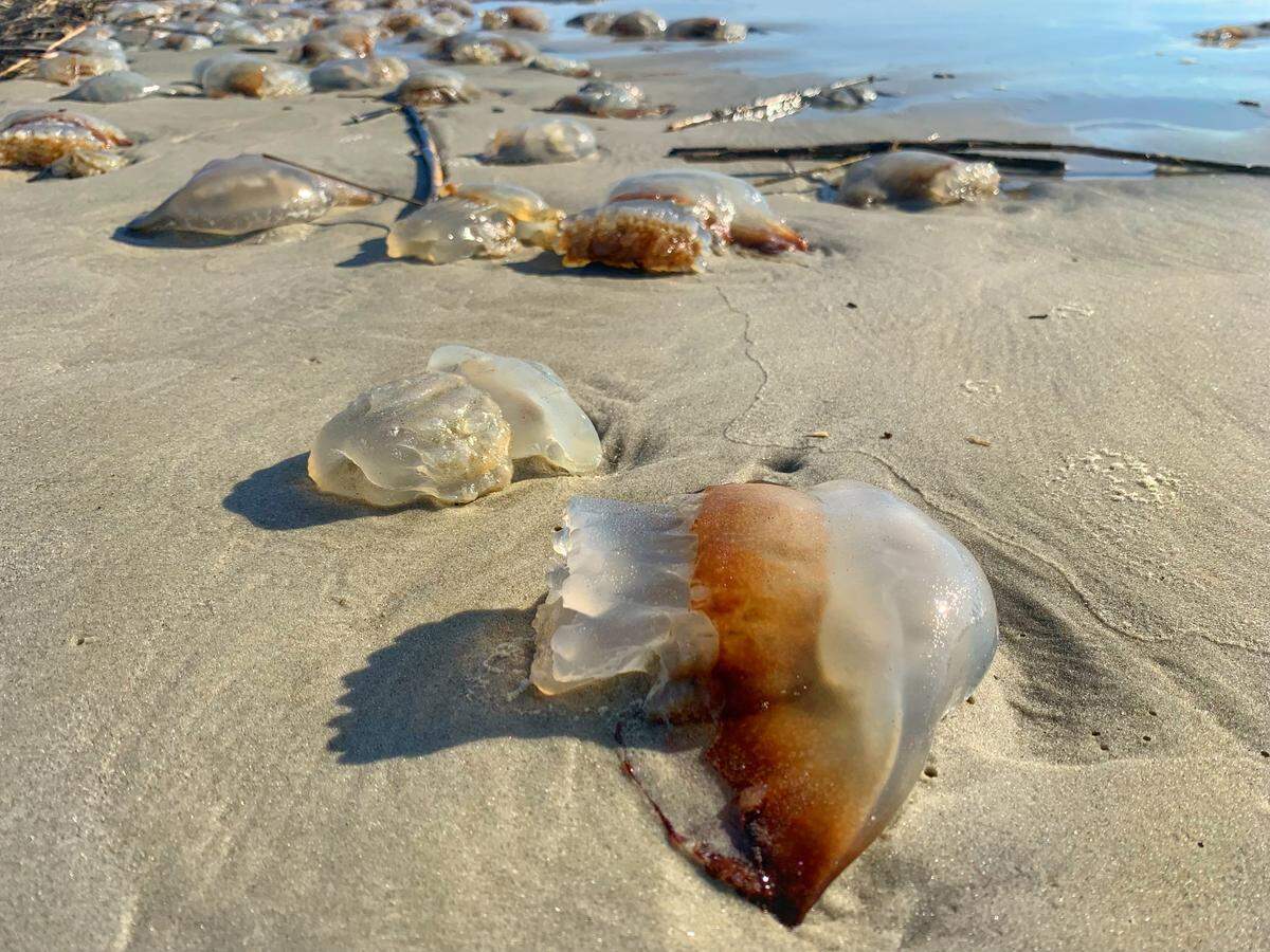Cannonball jellyfish are washed up on a Hilton Head beach.