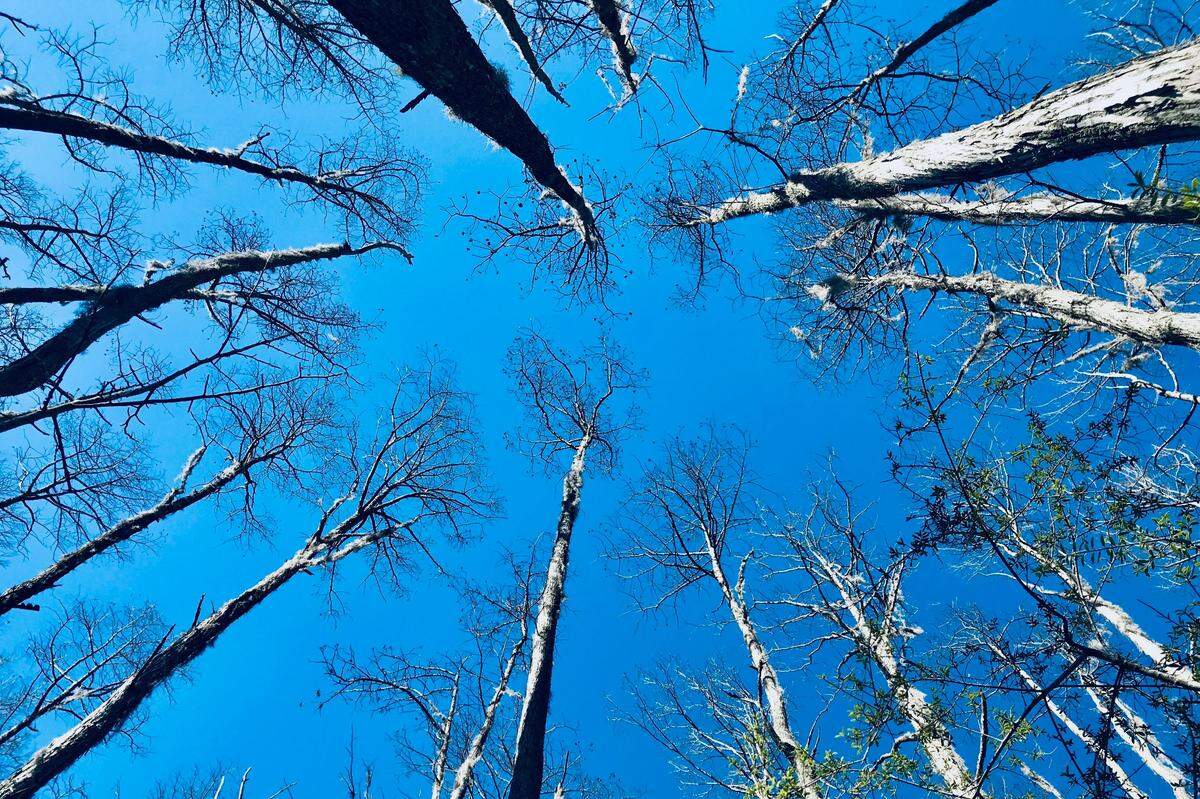 A ceiling of sky, buttressed by pillars of cypress and filled with the songs of bird and frog: Cathedral Bay Heritage Preserve lives up to its name. A visit to this unique natural wonder is reminiscent of cathedrals and temples of old.