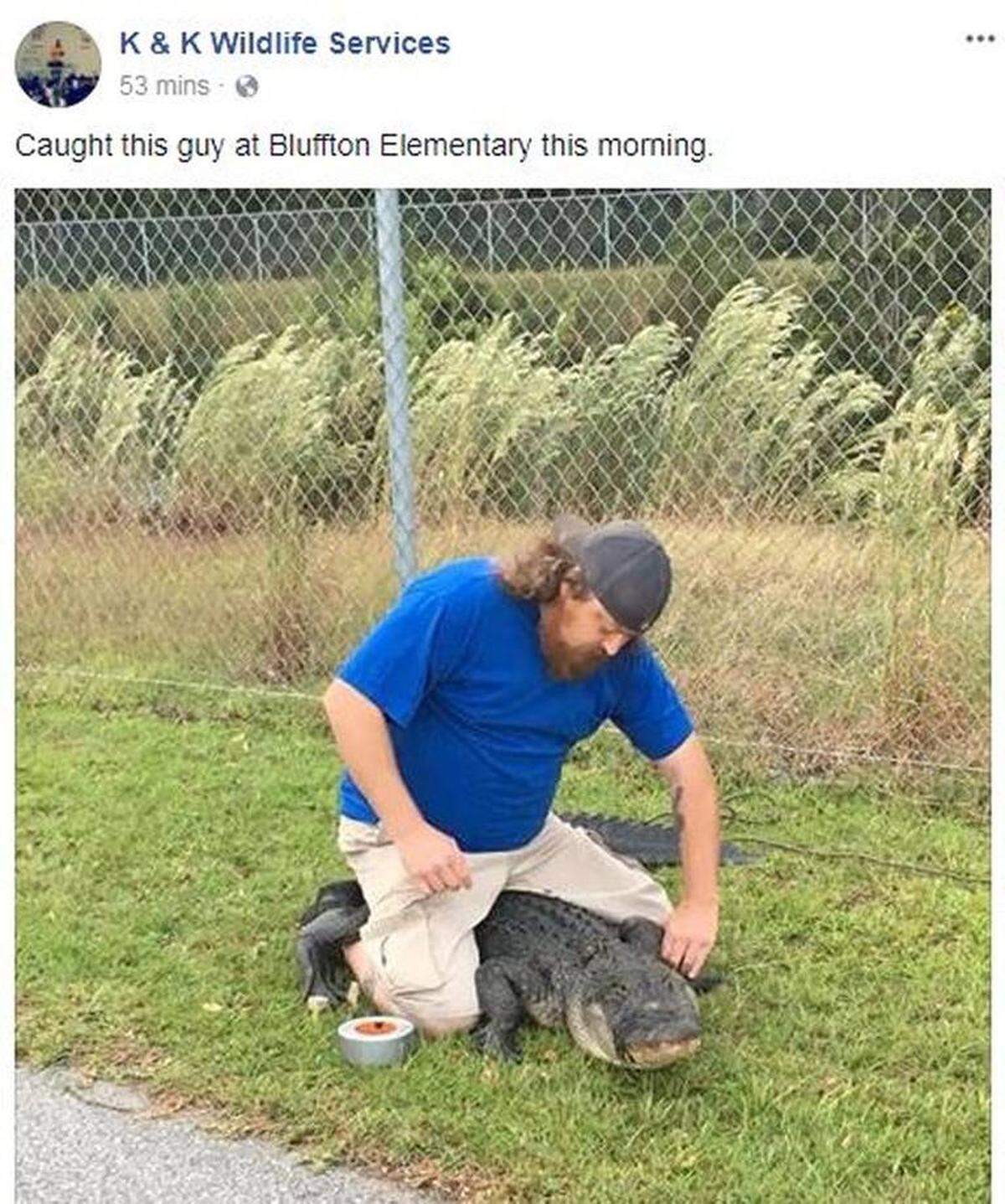 K & K Wildlife Services of Bluffton removed a 7 1/2-foot alligator near Bluffton Elementary School in October 2017.