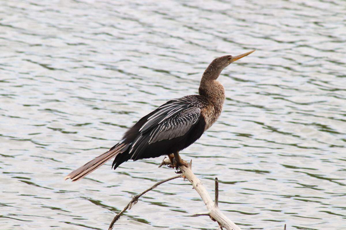 No catch-and-release fishing for this park visitor: an Anhinga perches above the water at Beaufort’s Crystal Lake Park and keeps a watchful eye for prey. This nature preserve is home to many species of animals, including birds and fish native to the Lowcountry.