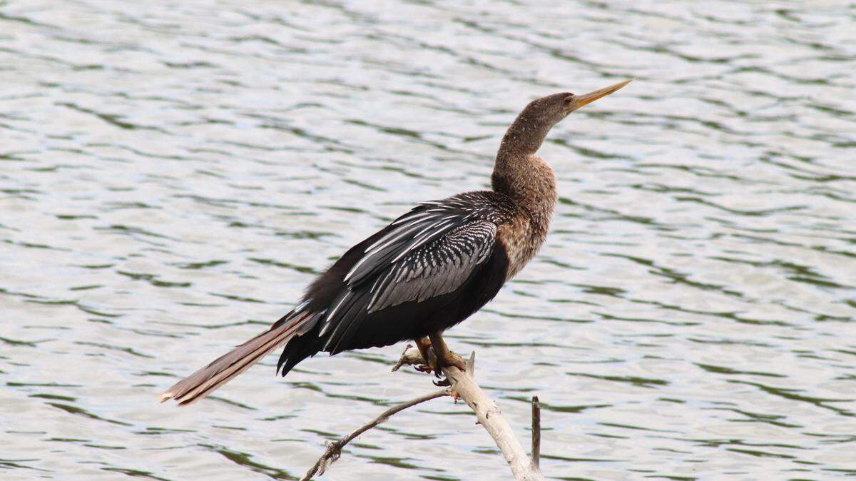 No catch-and-release fishing for this park visitor: an Anhinga perches above the water at Beaufort’s Crystal Lake Park and keeps a watchful eye for prey. This nature preserve is home to many species of animals, including birds and fish native to the Lowcountry.