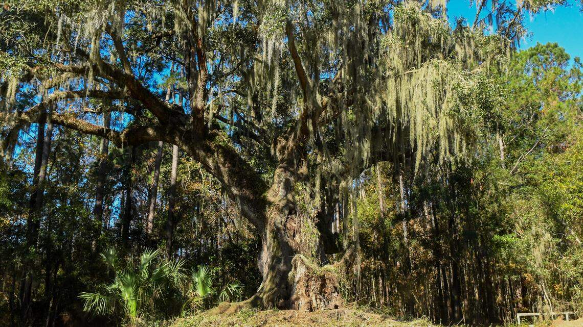 350-year-old Port Royal giant tops a must-see list of amazing oaks in Beaufort County