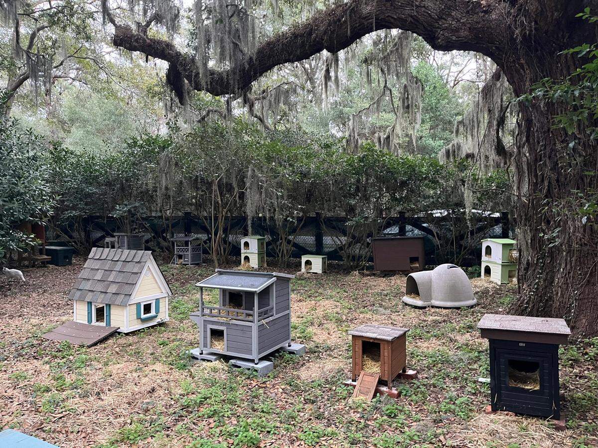 All About Cats sanctuary in Hilton Head Island