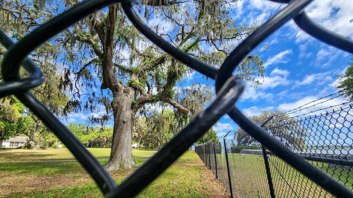 One of many majestic live oaks are behind fencing on the government property of Naval Hospital Beaufort as photographed on April 21, 2025, in Port Royal. The property includes the Emancipation Oak, not pictured, where in 1863 on New Year’s Day, President Abraham Lincoln's Emancipation Proclamation was read aloud, ending slavery in the Confederacy.