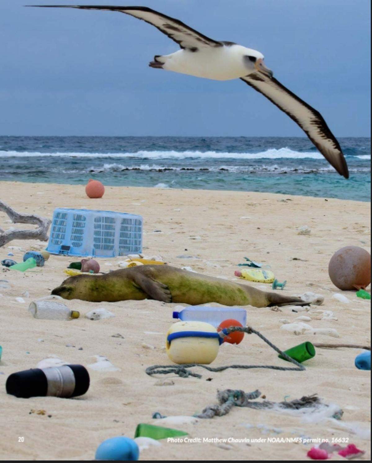 An animal among plastic debris on the beach. This photo is featured in Oceana’s 2020 study “Choked, Strangled, Drowned: The Plastics Crisis Unfolding in Our Oceans.”