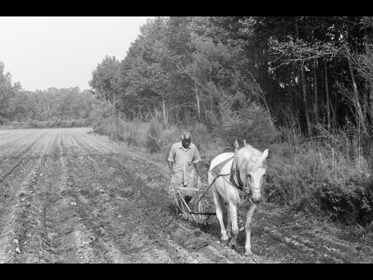Rufus Daniel Mitchell plants a field at his Sheldon farm in 1976.