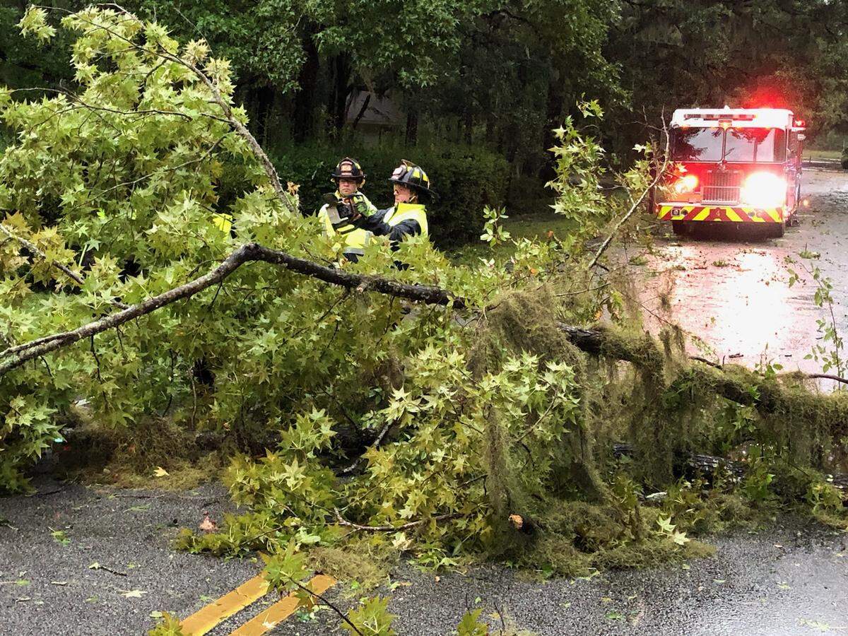 A 25-foot tree lies across both lanes of traffic at the intersection of Dolphin Head Drive and Seabrook Drive in Hilton Head Plantation Sept. 5.
