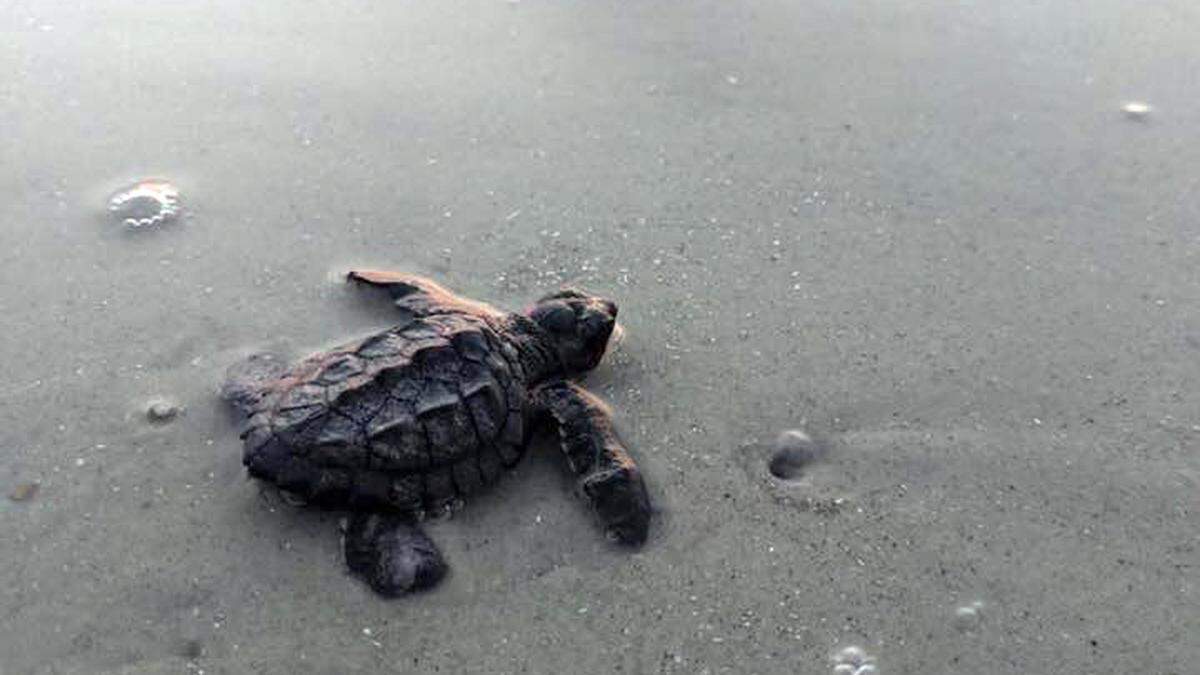 A baby Kemp’s Ridley sea turtle, the world’s rarest species, hatched and made its way to the ocean June 27. The Kemp’s Ridley nest was the first on Hilton Head of the 2019 season.