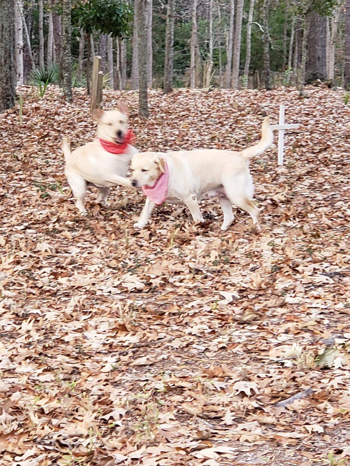 In this photo from 2018, Lora Jean and Jim Knoppel’s dogs play on land historically known as Cedar Point Cemetery as a cross that no longer exists marks a gravesite. The Knoppel’s believe there are more graves than the three visible headstones that remain on the property.