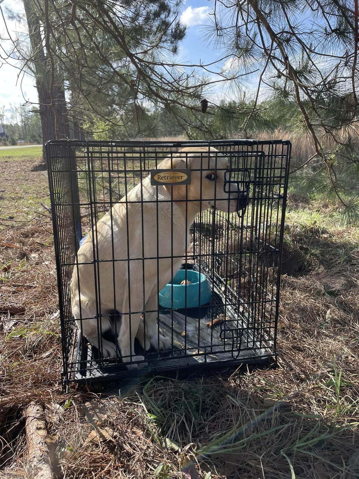 After a bit of training, the 10-month-old pup will be placed for adoption at the Palmetto Animal League.