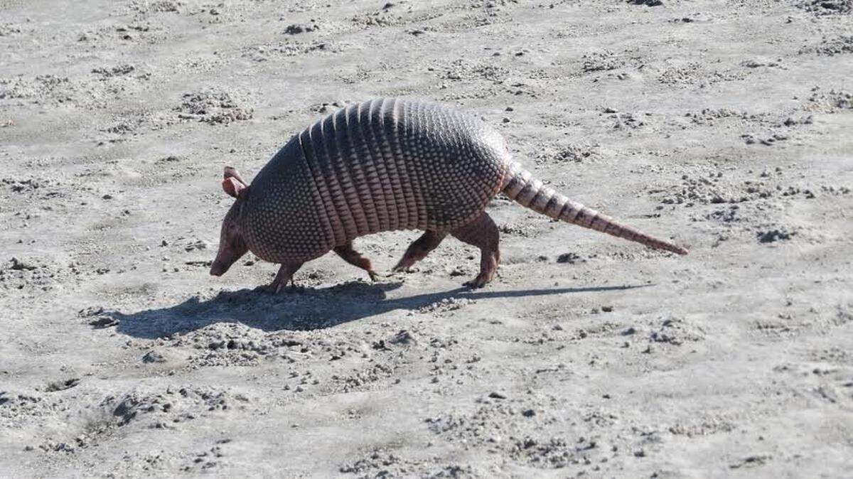 Karen Marts also submitted this photo of an armadillo, which she spotted during a walk at Pinckney Island National Wildlife Refuge. “I was walking on the main road of Pinckney Island last October, and some hikers said a 9-banded armadillo was in the long grass. He was digging for insects, and moved at a quick pace. ... This little animal seemed uninterested in me, and eventually just walked away.”