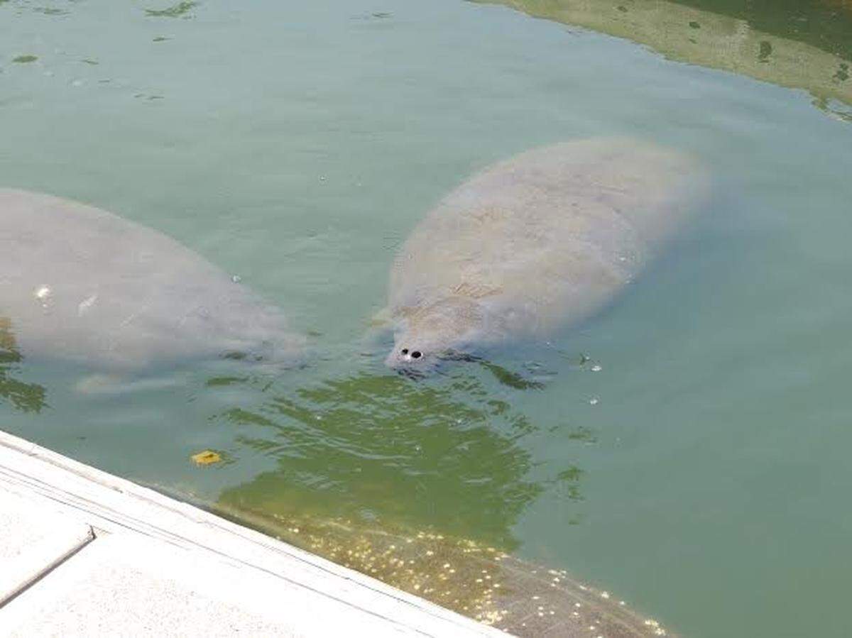 Roger Johnson of Hilton Head Island took this photo when he spotted three manatees during a bike ride around Harbour Town Marina in 2014.