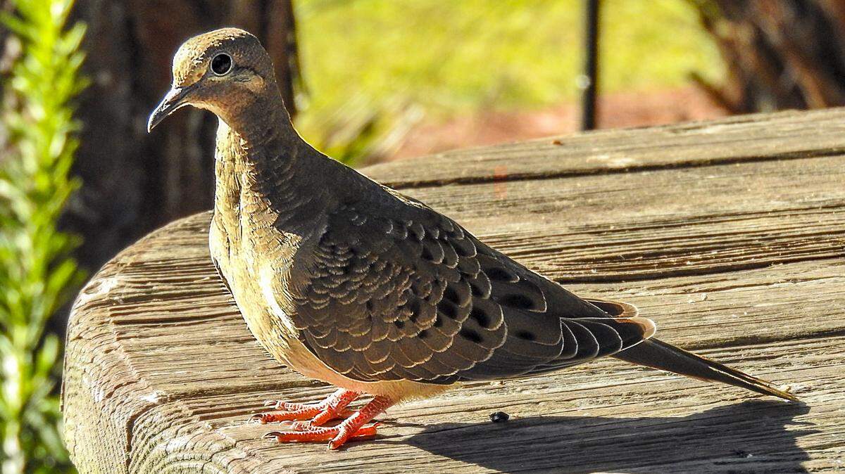 Mourning Doves are slender pigeon-like birds with a haunting, owl-like call.