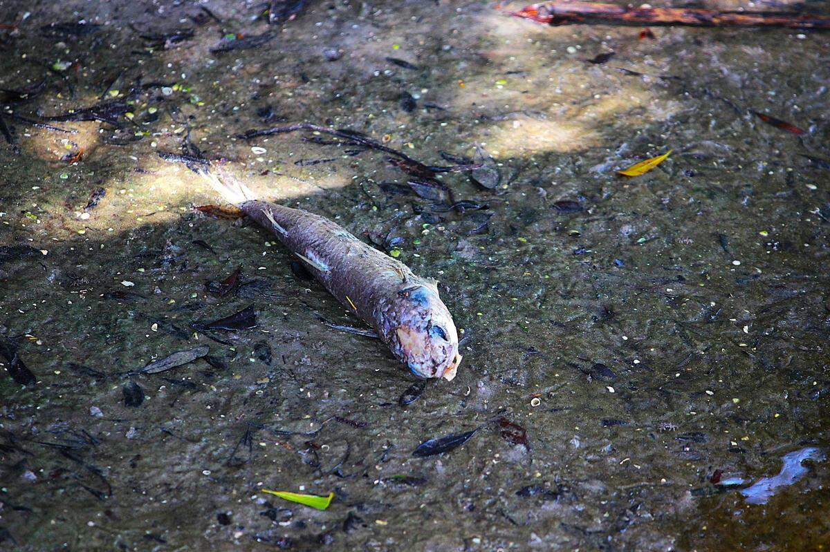 A dead fish lies on the bank of a stormwater retention pond near Shelter Cove Community Park on May 28, 2025. Heavy rains over Memorial Day weekend brough oxygen levels in the manmade pond to dangerously low levels.