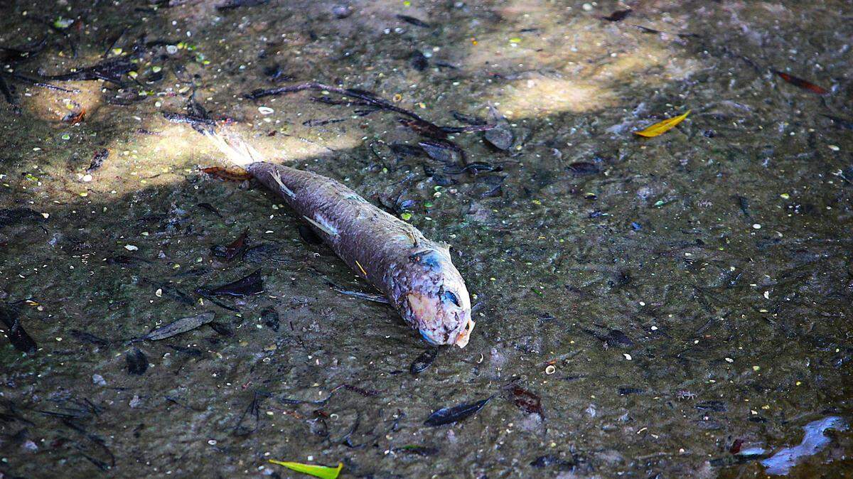 A dead fish lies on the bank of a stormwater retention pond near Shelter Cove Community Park on May 28, 2025. Heavy rains over Memorial Day weekend brought oxygen levels in the manmade pond to dangerously low levels. 