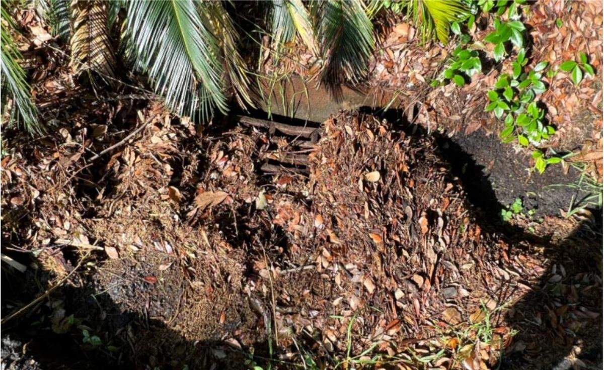 A clogged stormwater drain at Bayard and Pinckney streets in The Point, a historic neighborhood in Beaufort, South Carolina. A petition railing against a proposed pump station in the neighborhood, that engineers say would reduce future flooding events, said “significant portions” of King and East streets’ sewers are blocked or have moderate-to-heavy clogging. Opponents of the project want maintenance of these systems, including needed repairs and replacements to pipe and drainage infrastructure, before building a pump station.