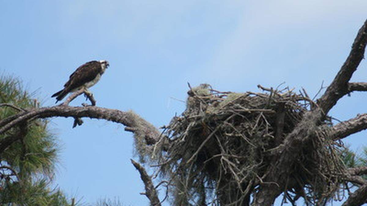 An osprey perched near the nest formerly located on Folly Field Road. The nest has since been removed as construction crews clear ground for a large resort complex. Photo via Osprey Watch.
