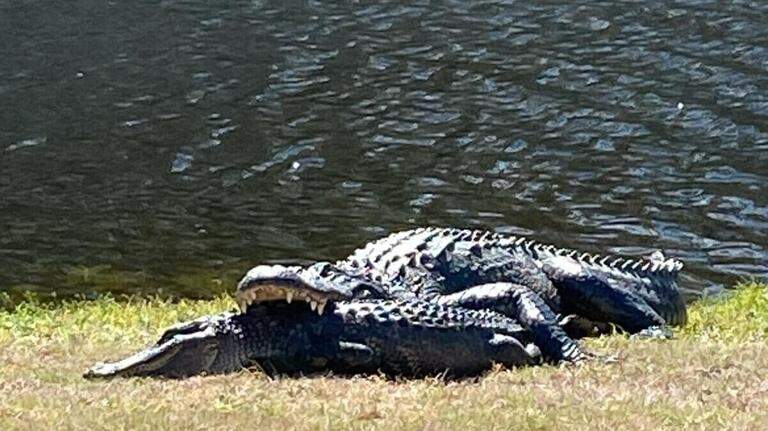 Huge alligator eats another alligator on Hilton Head golf course. Why cannibalism?