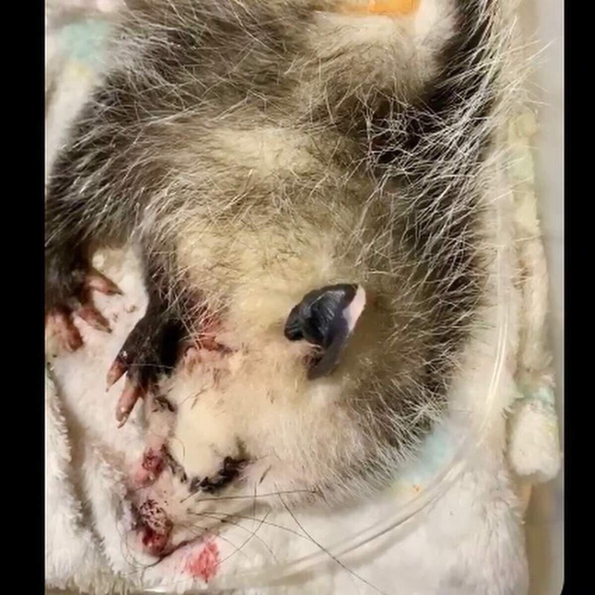 Scarlett, a Hilton Head Island opossum who was allegedly beaten by golfers on Jan. 9.